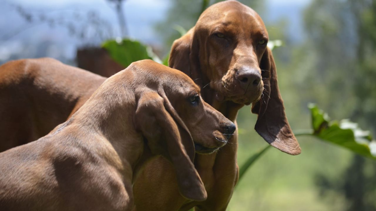 ¡Puro criollo! El sabueso fino es la única raza de perro originaria de Colombia