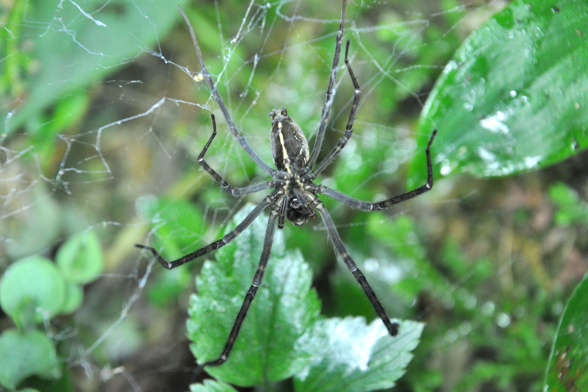 Las arañas nocturnas de tela de sábana utilizan el brillo de las luciérnagas para atraer más presas a sus redes. (Davy Falkner- Sociedad Ecológica Británica)