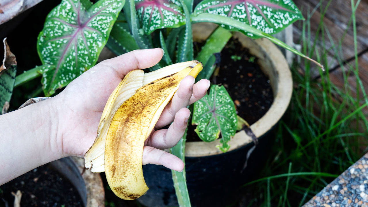 Cáscara de banano para las plantas: ¿sirve como abono?