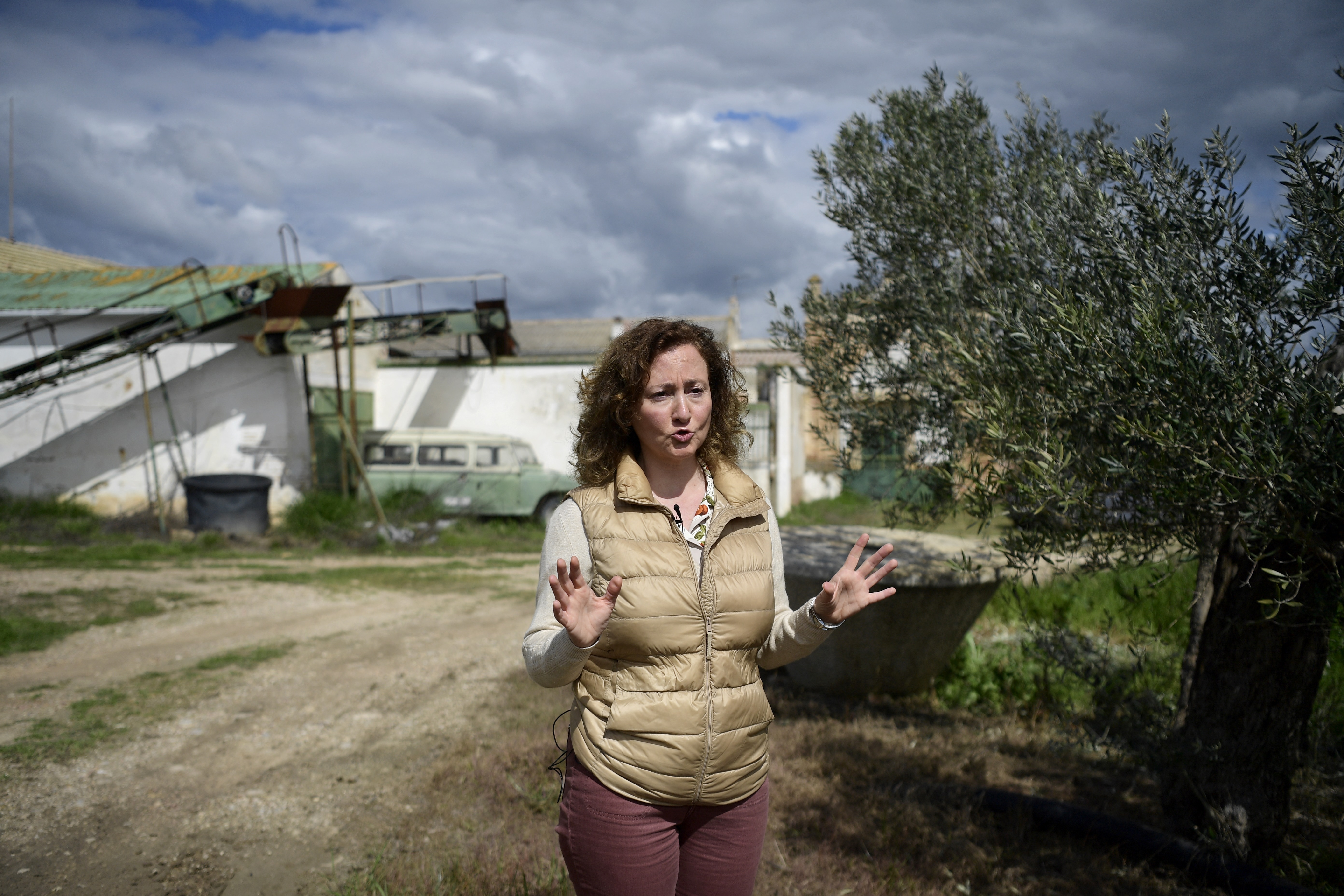 El pueblo español que lucha por salvar sus olivos de las plantas fotovoltaicas