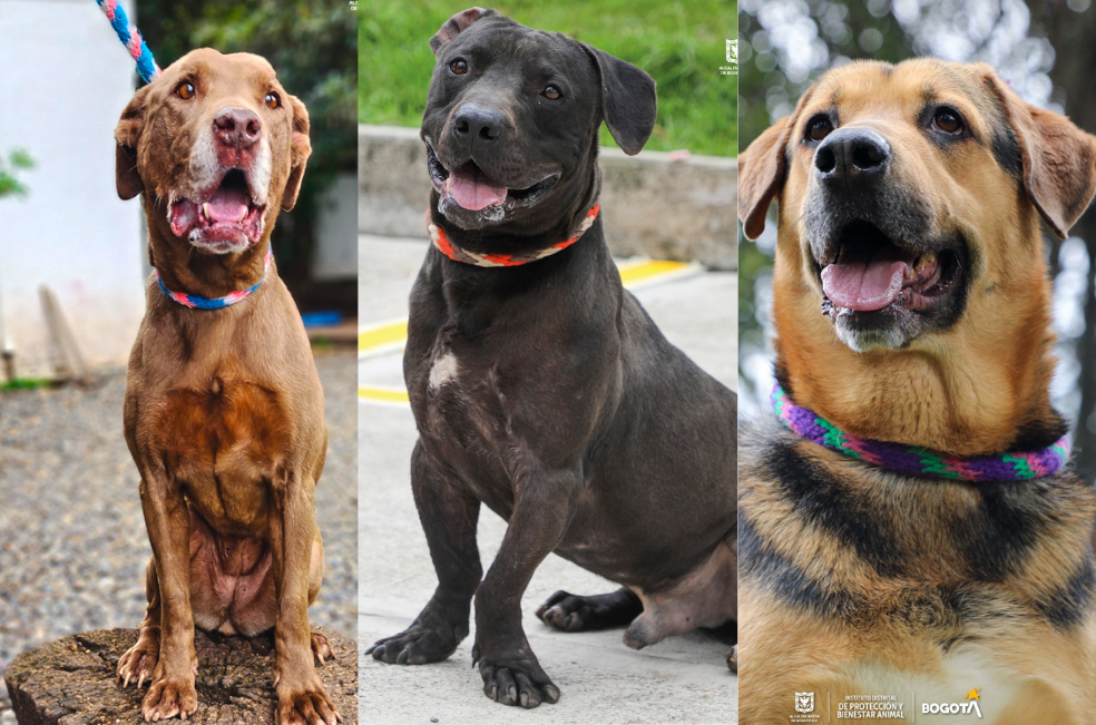 Más de 40 perritos necesitan un hogar: adopte en esta jornada de Amor y Amistad