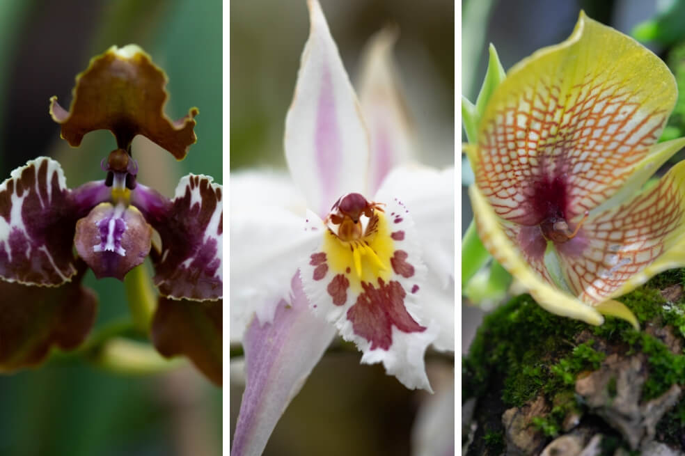 Este jueves arranca la Exposición Nacional de Orquídeas en el Jardín Botánico de Bogotá
