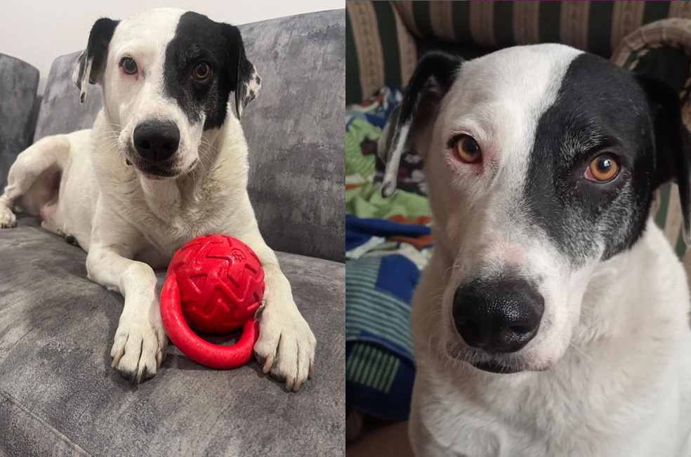 El viaje de Pirata: un perro que huyó del sufrimiento y ahora necesita un hogar