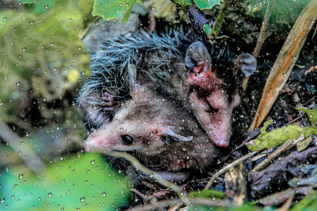 Antioquia ha atendido 32 casos de animales silvestres heridos por lluvias