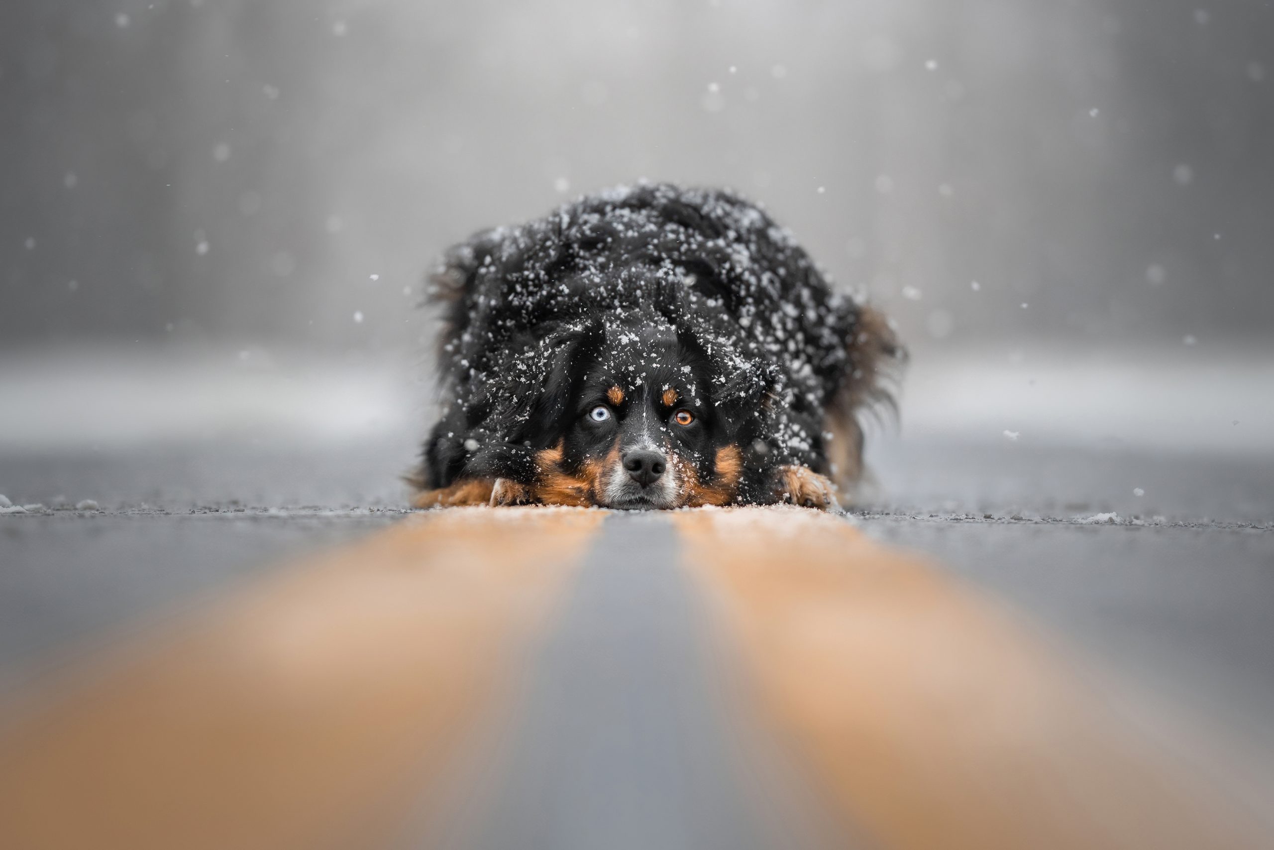 “Nevadas serenas” | Grace Fieselman se llevó el segundo puesto en la categoría ‘Retrato y paisaje’ con la foto de Nala, una pastora australiana, relajándose en una tranquila carretera secundaria bajo la hermana nevada.