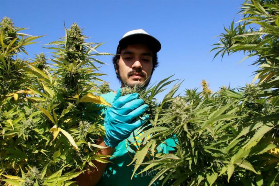 Los investigadores descubrieron que el receptor de cannabinoides CB1 localizado en la mitocondria tiene un papel clave en el proceso de amnesia asociado a la activación de este receptor, que se produce tras un consumo agudo de cannabinoides. / Archivo