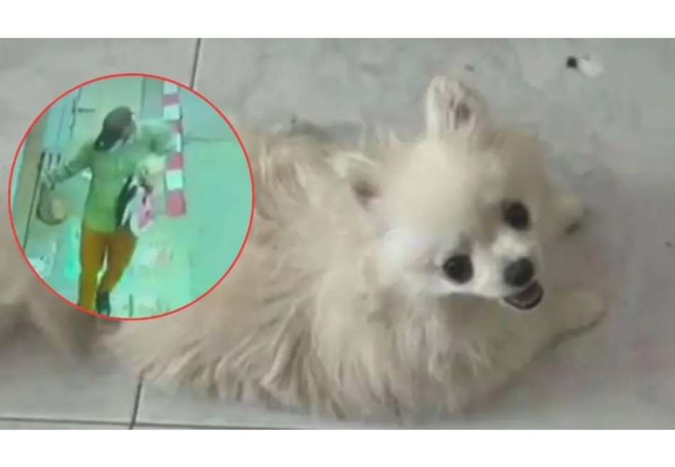 En asalto en Bogotá se llevaron hasta la perrita: familia desconsolada pide ayuda