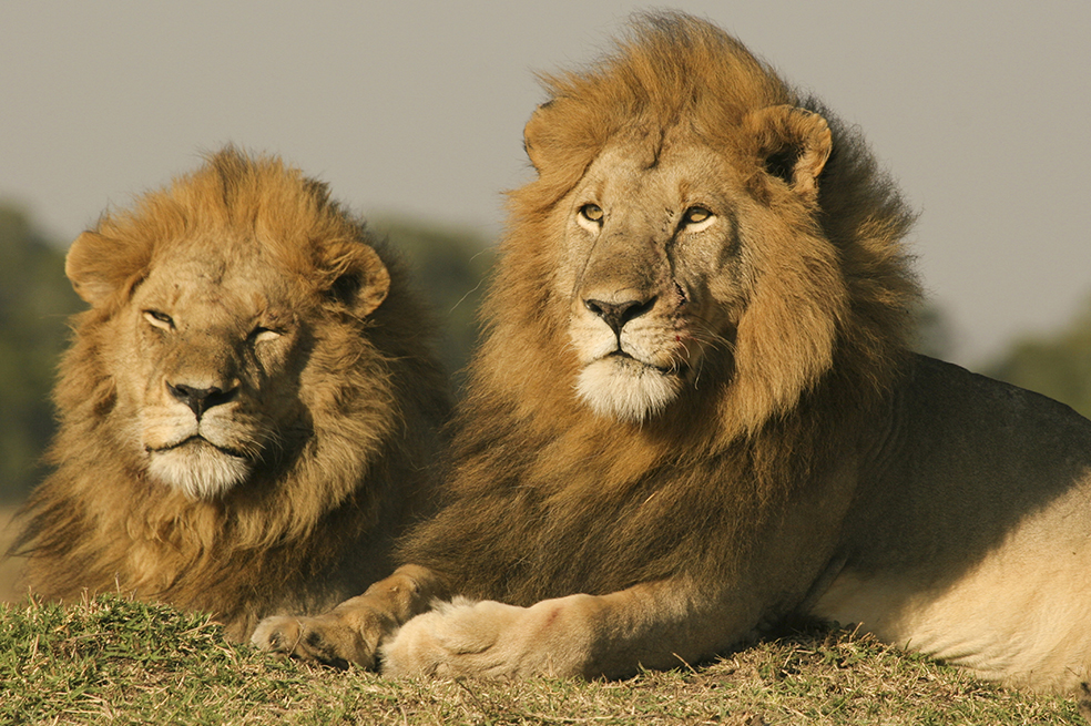 Soñar con leones en manada te muestra que estarás celebrando triunfos familiares.