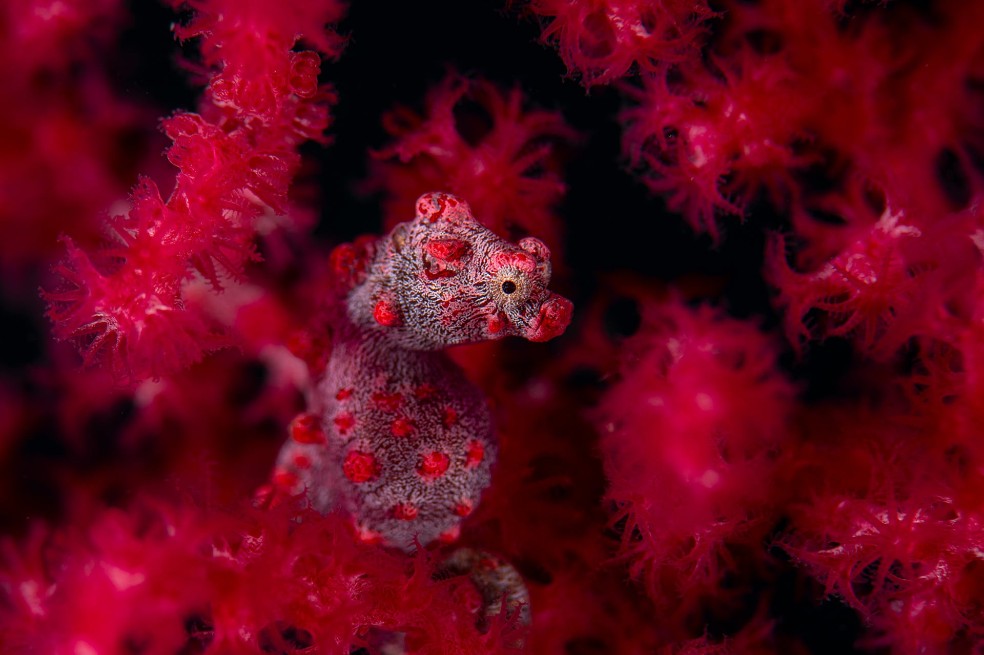 Ganador categoría submarina: Georg Nies, de Alemania, por fotografiar a un caballito de mar pigmeo.