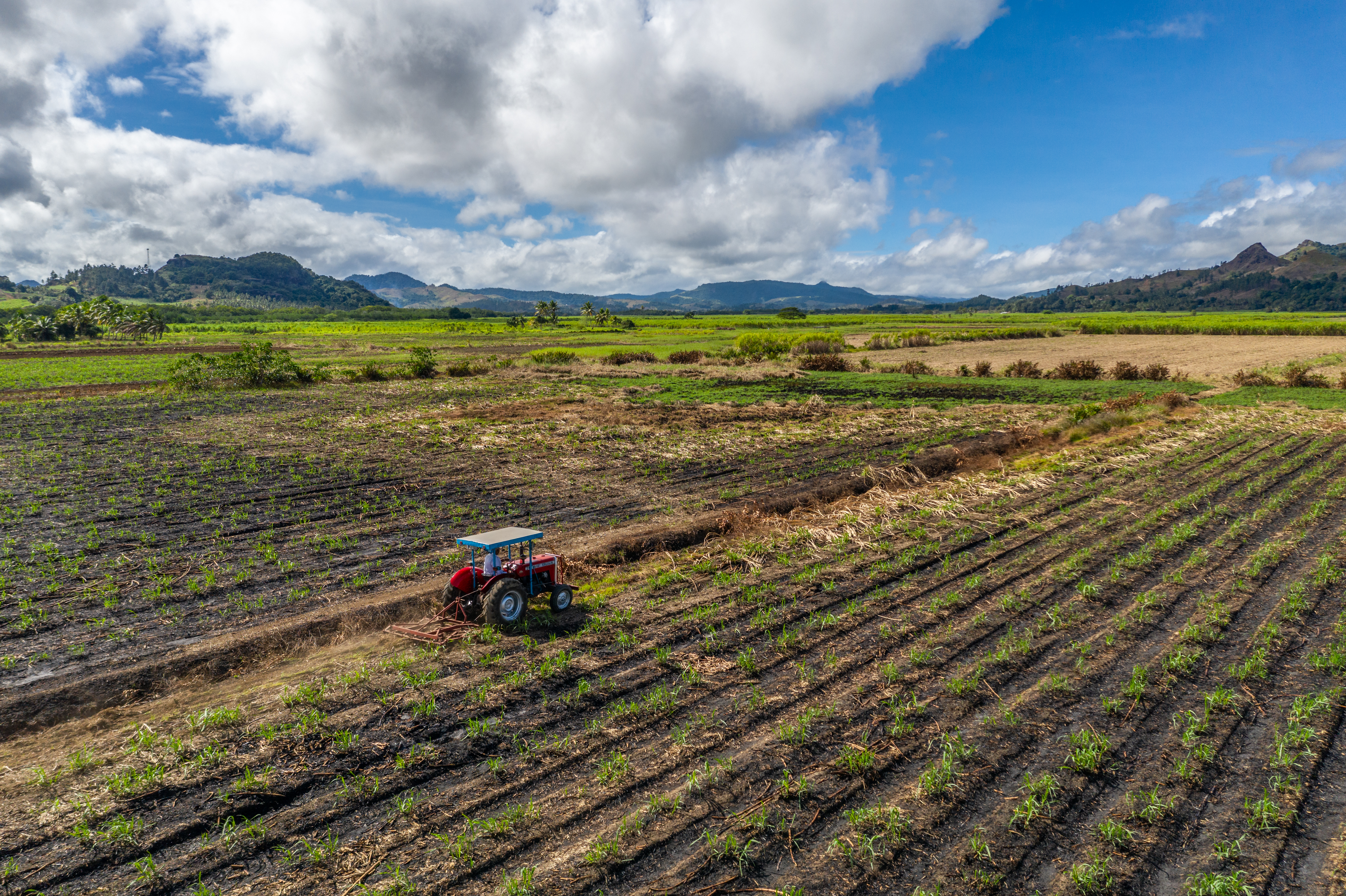 La transformación de ecosistemas en tierras de cultivos ha contribuido a la pérdida de la biodiversidad, dejando sin hogar a diferentes especies.
