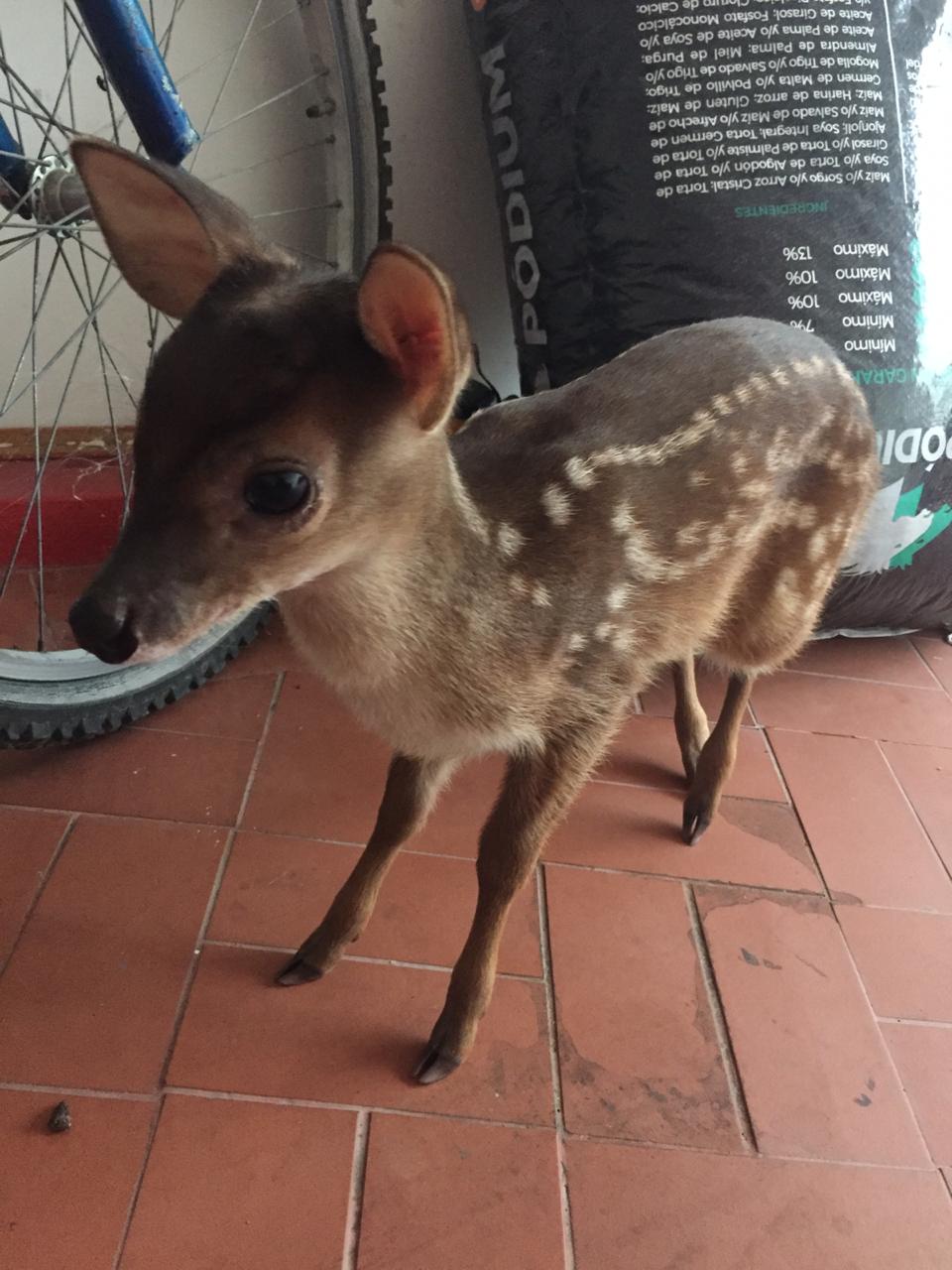 La CAR destaca que debido a la cuarentena y aislamiento que se vive actualmente en el país, la baja presencia de humanos hace que los animales salgan a recorrer, inclusive, sectores rurales de las poblaciones. Por esta razón, la autoridadhace un llamado a toda la comunidad para que déaviso a las autoridades si se percatan de la presencia de especies fuera de su hábitat y/o a denunciar cualquier situación irregular que ponga en peligro la vida de estos ejemplares.