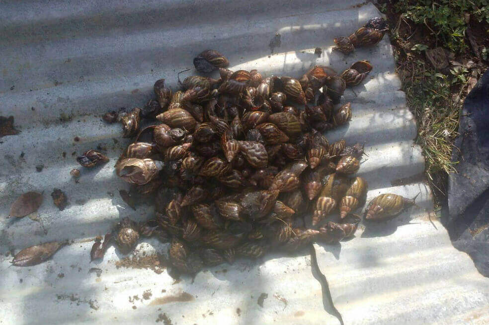 Alerta en Cundinamarca por presencia de especie invasora de caracoles