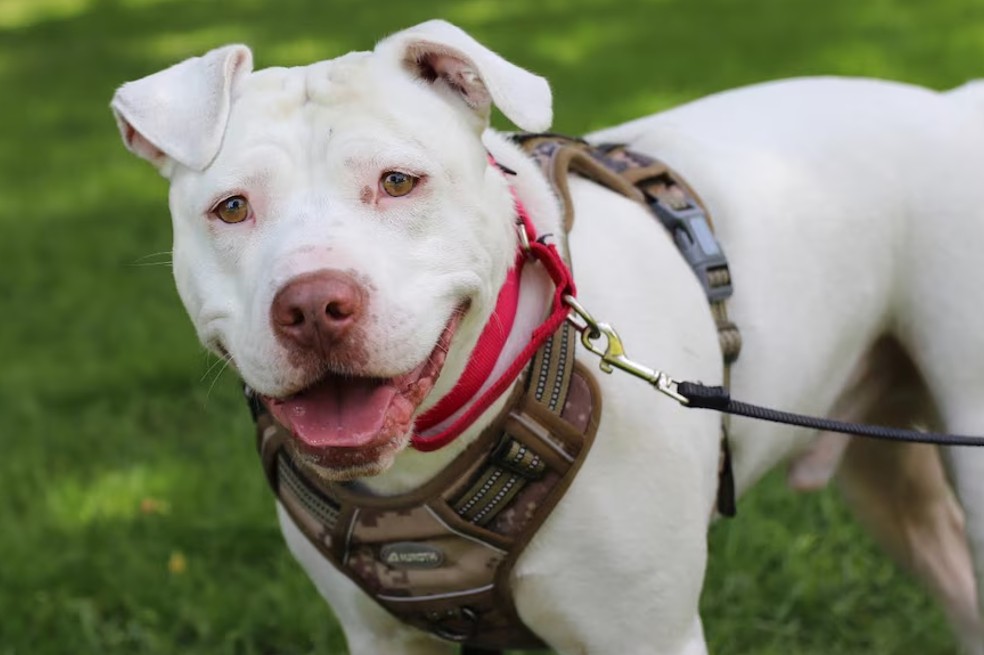 Dave, el perro sordo que fue adoptado por un niño con pérdida de la audición