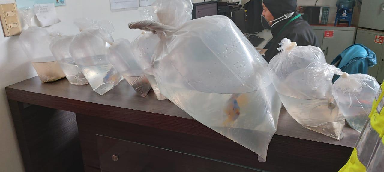 Incautación de animales marinos en Bogotá