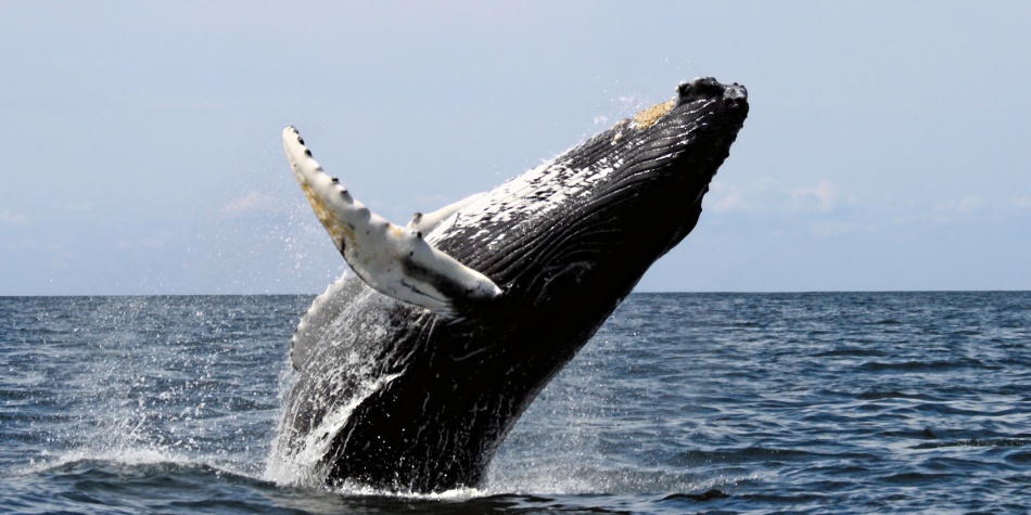 La ‘ballena azul’, el juego que incita al suicidio de jóvenes en todo el mundo