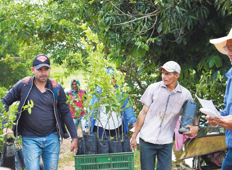 Ocho emprendimientos rurales en Caquetá buscan reforestar la Amazonía