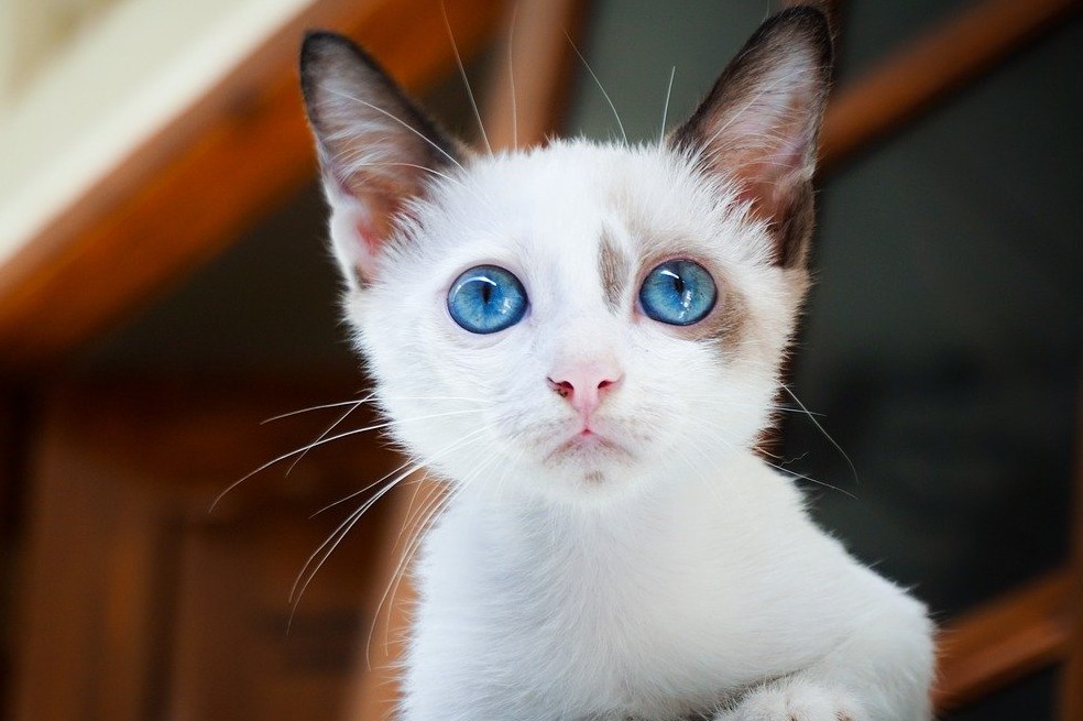 6 consejos para cuidar a un gato bebé huérfano
