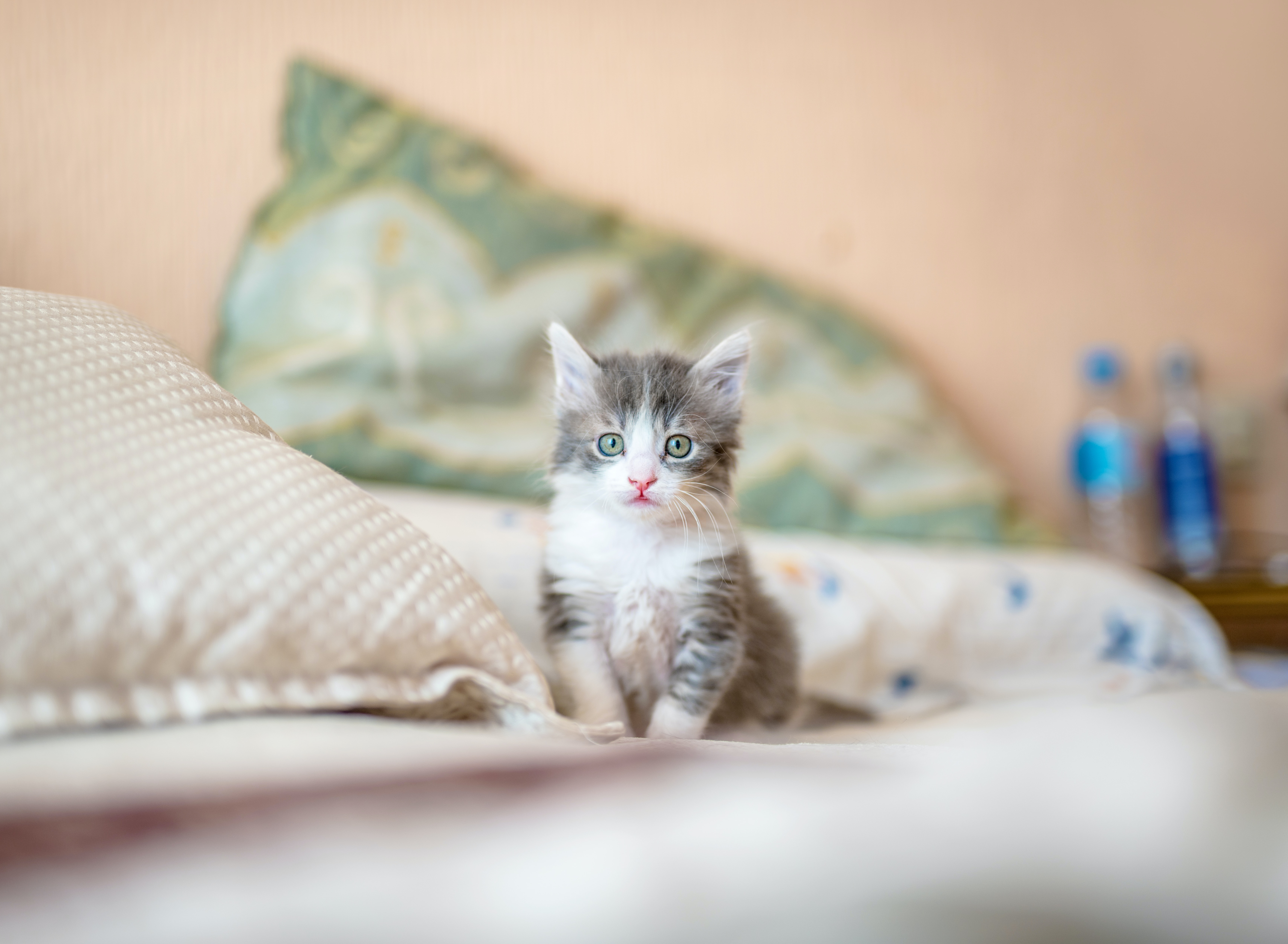 ¿Cuáles son los beneficios de tener un gato?