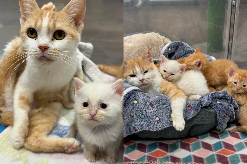 Fue al refugio a adoptar una gatita y se terminó llevando a toda la camada