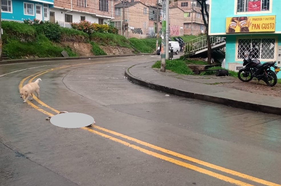 Maltrato animal en Bogotá: perro fue arrollado por alimentador y no fue auxiliado