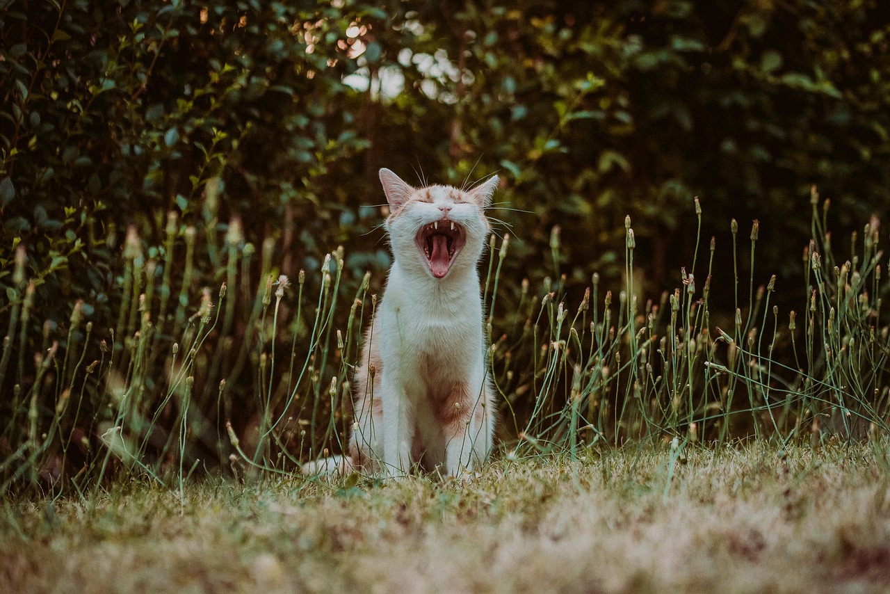 Los gatos domésticos libres tienen una dieta devastadora para los ecosistemas
