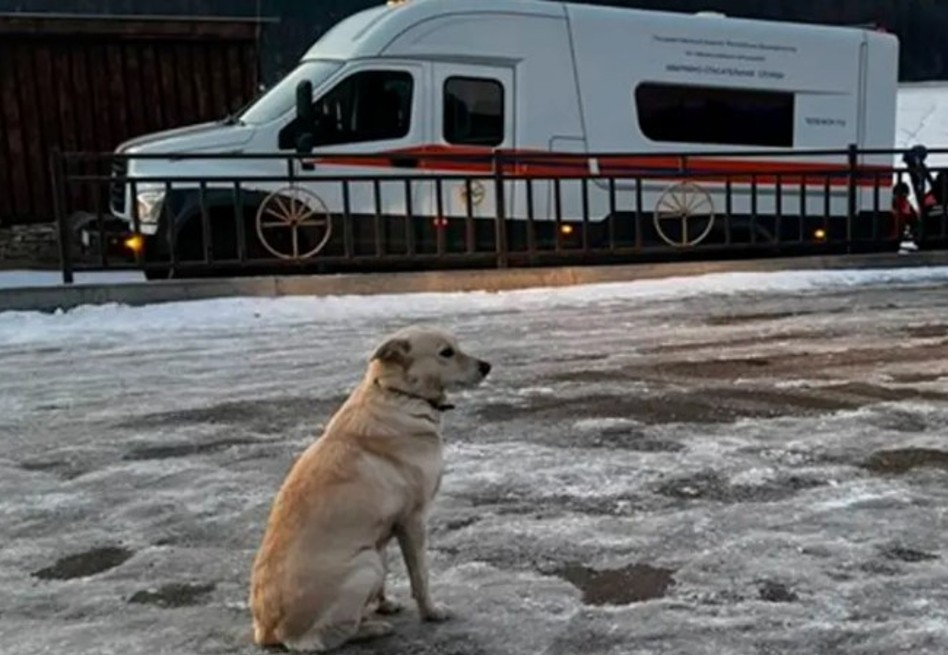Incluso después de que se encontró el cuerpo del dueño de Belka, ella sigue regresando al lugar donde él cayó.
