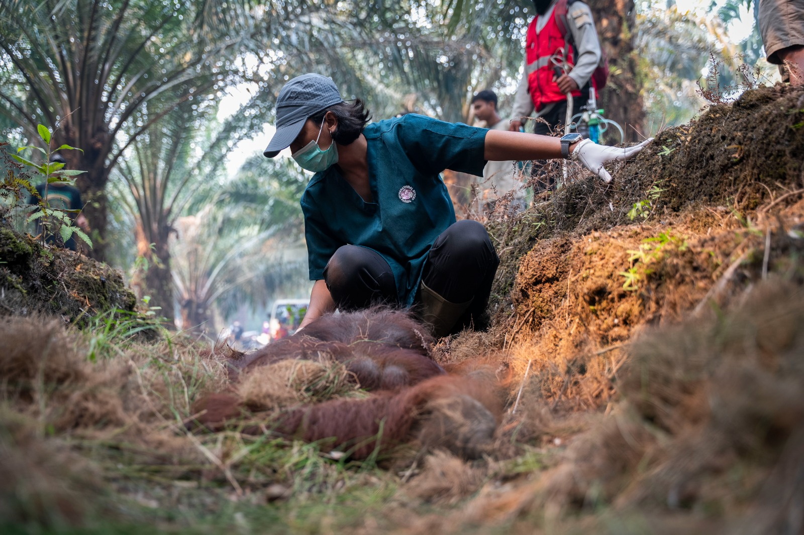 KETAPANG (Indonesia), 31/08/2026.- A handout photo made available by Yayasan Inisiasi Alam Rehabilitasi Indonesia (YIARI), a wildlife foundation and the Indonesian Ministry of Forestry, shows veterinarians and officials giving medical treatment for a male orangutan during a rescue operation from a wildfire-affected palm-oil plantation in Ketapang regency, West Kalimantan province, Indonesia, 30 August 2026 (issued on 31 August 2026). The orangutan, later named Sampurna, was found unconscious and struggling to breathe on a palm oil plantation, affected by smoke from wildfires. (incendio forestal) EFE/EPA/MUFFIDZ MA’SUM / YIARI / HANDOUT HANDOUT EDITORIAL USE ONLY/NO SALES
