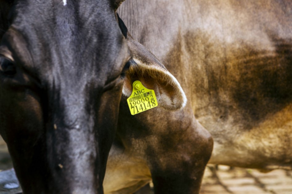 Precio del semen de toro podría sacudir a la industria láctea