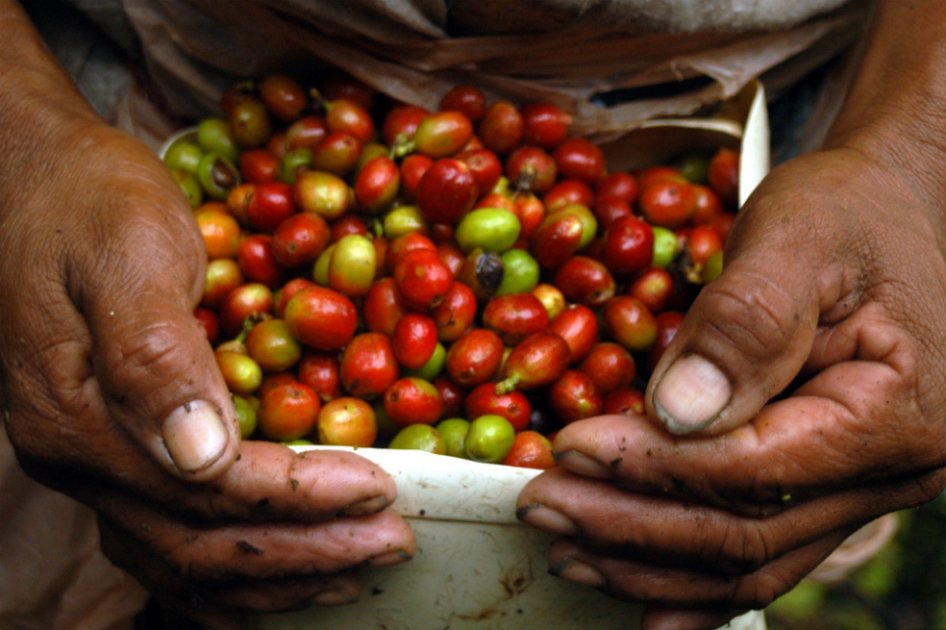 Federación de Cafeteros formará en seguridad y salud en el trabajo