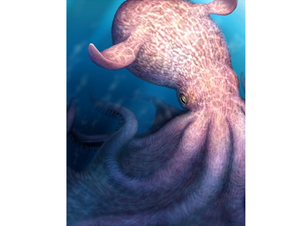 Imagen del pulpo descrito por los investigadores de Japón en la revista "Science".