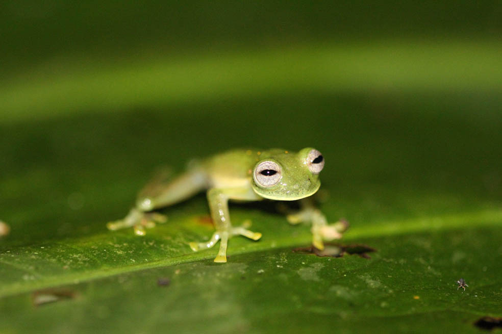 Una mano a las especies en peligro de extinción