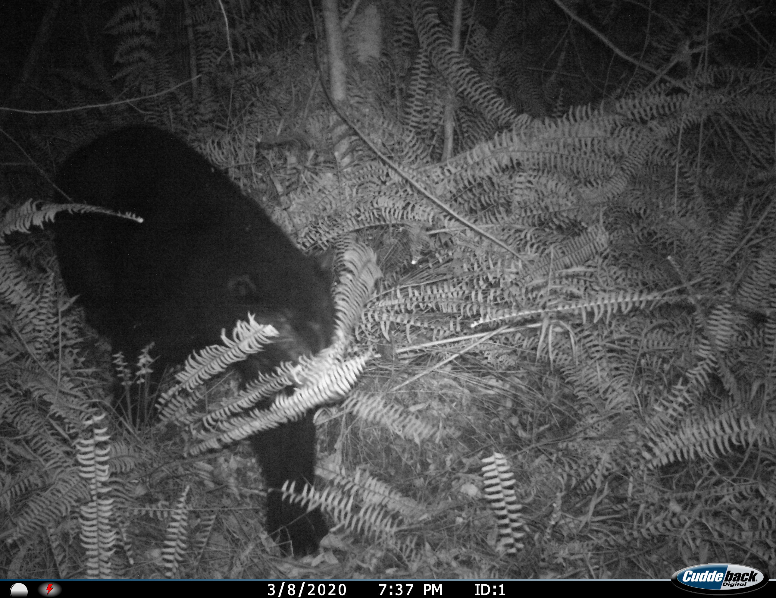 Se trata de una especie silvestre que habita en los bosques de niebla y los páramos, aunque puede encontrarse en lugares que desde los 400 metros sobre el nivel del mar.