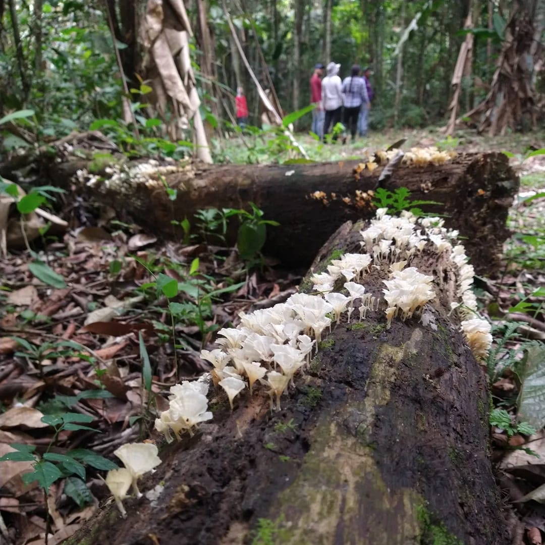 Las bacterias y los hongos que viven en el aire de la Amazonia colombiana