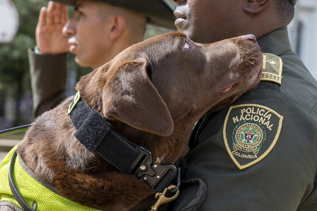 Despiden con honores a Rigo, un perro policía que salvó vidas durante seis años