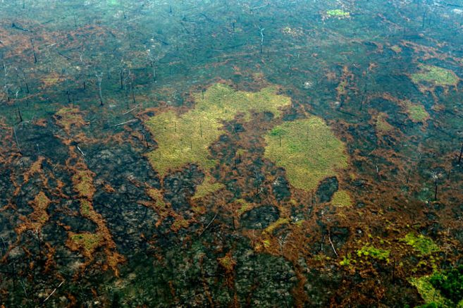 Bosque amazónico perdió un área equivalente a Chile en los últimos 34 años