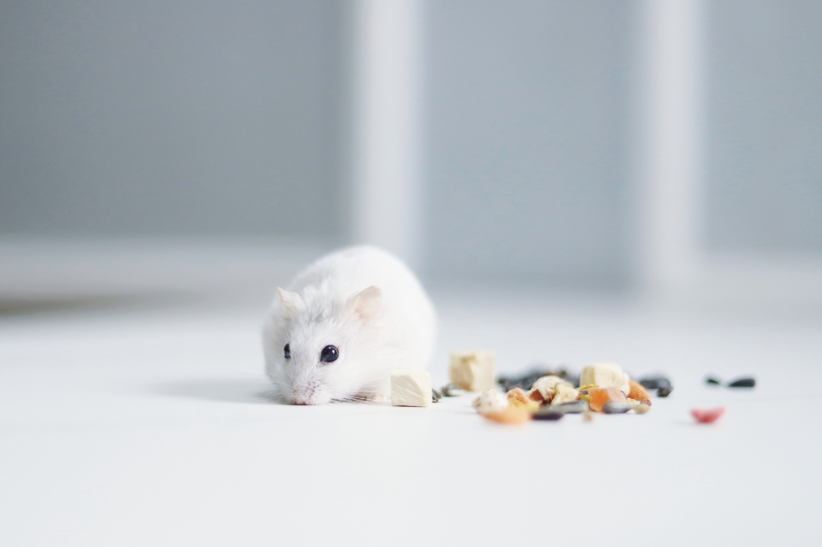 Casas para hámster: ¿cómo debe ser el hogar de tu roedor mascota?