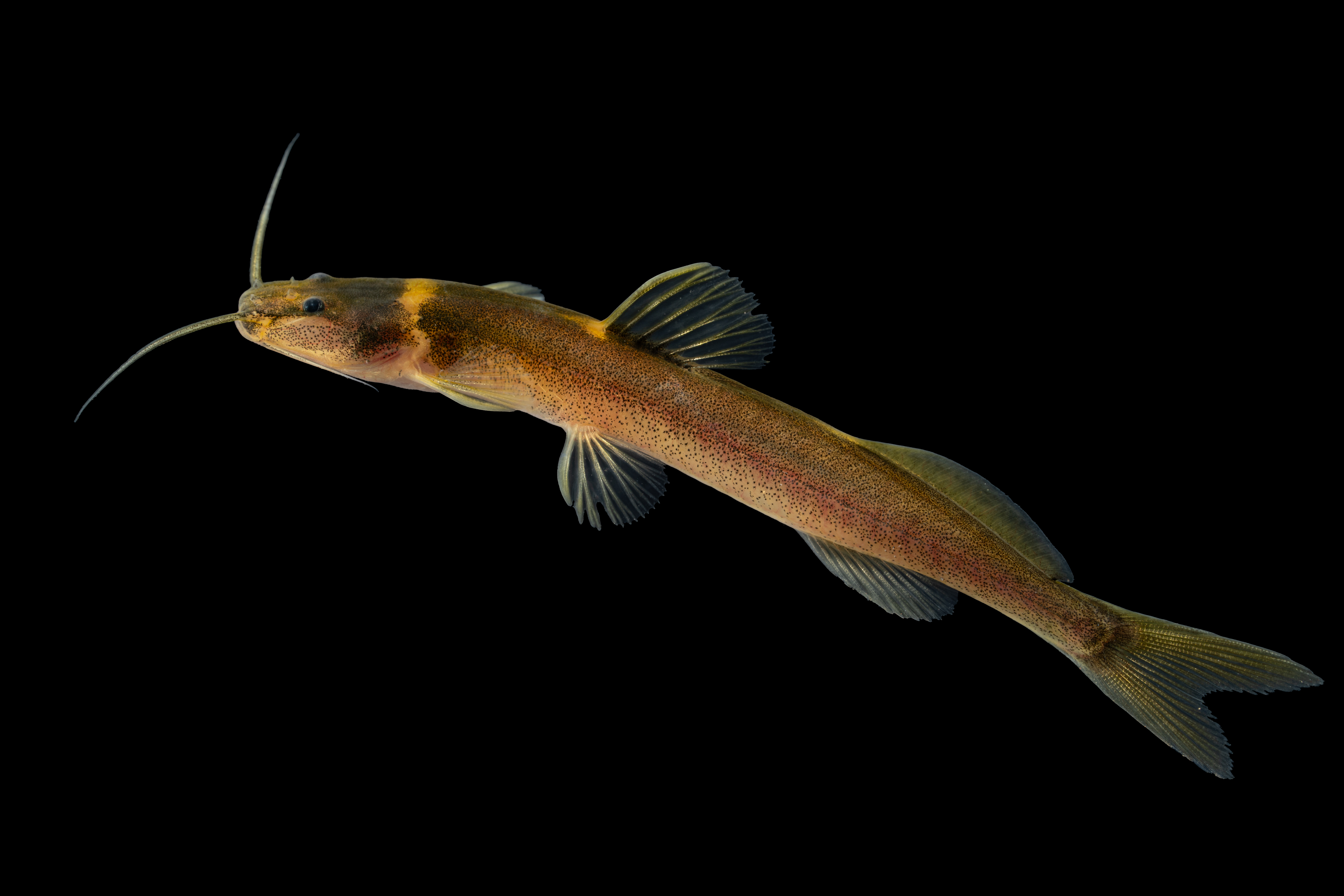 Un grupo de peces de la cuenca del río Magdalena es nuevo para la ciencia