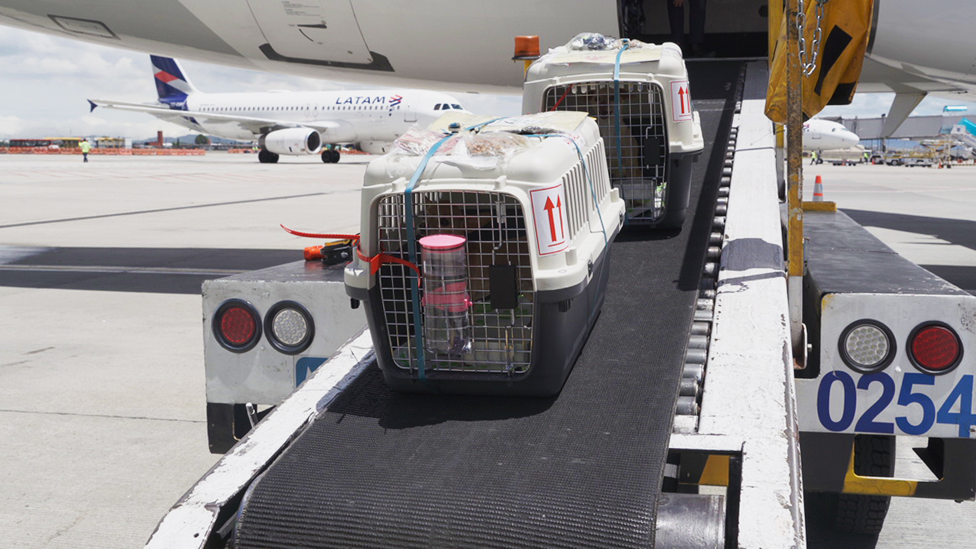 ¿Cómo viajan los perros y gatos en la bodega de un avión?