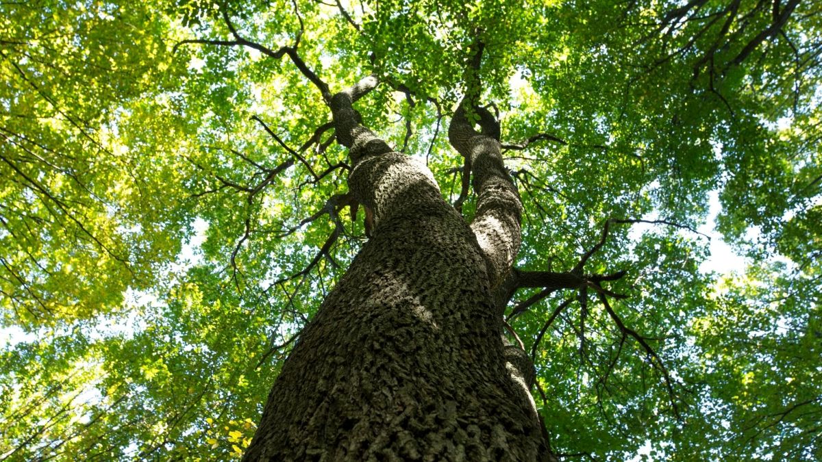 ¿Cómo plantar un árbol y qué materiales necesita? Este es el paso a paso