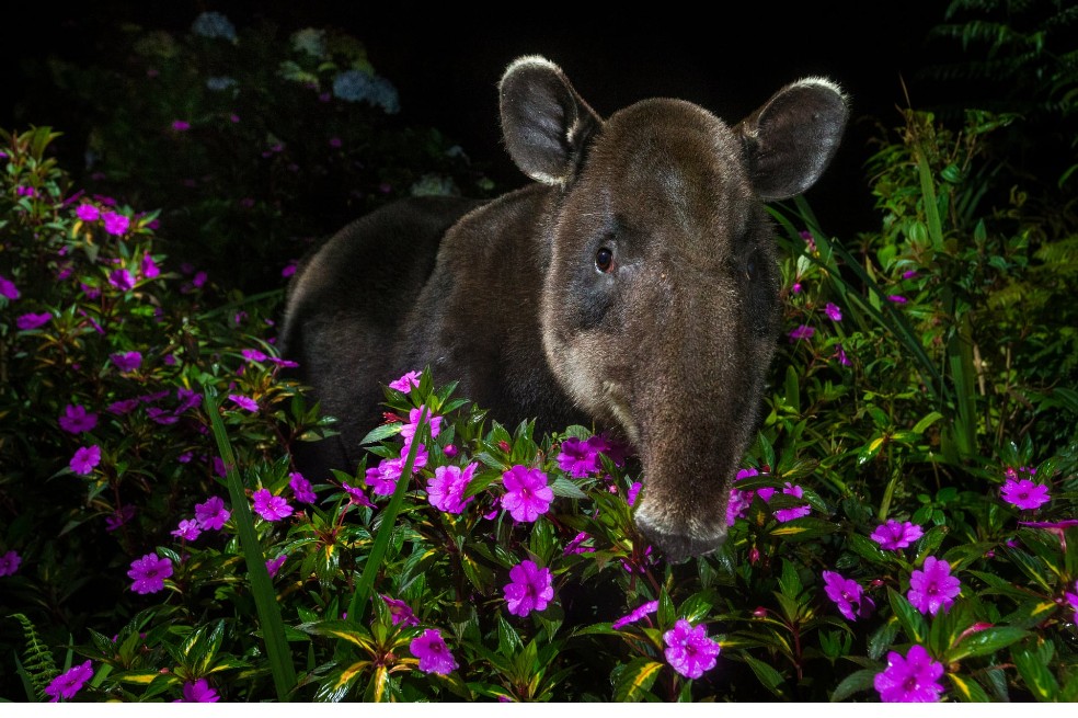El holandés capturó a una danta en el parque nacional Braulio Carrillo, cerca de San José, en Costa Rica. Se estima que solo quedan 6.000 ejemplares en estado salvaje, por la deforestación y la caza.