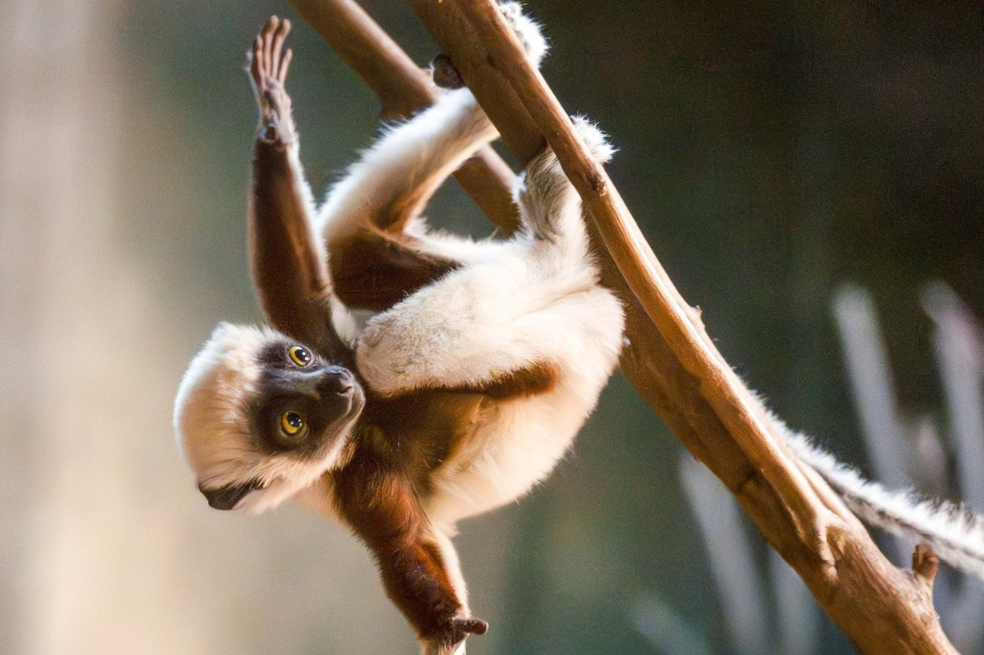 En un zoológico de Inglaterra nació uno de los primates más raros del mundo