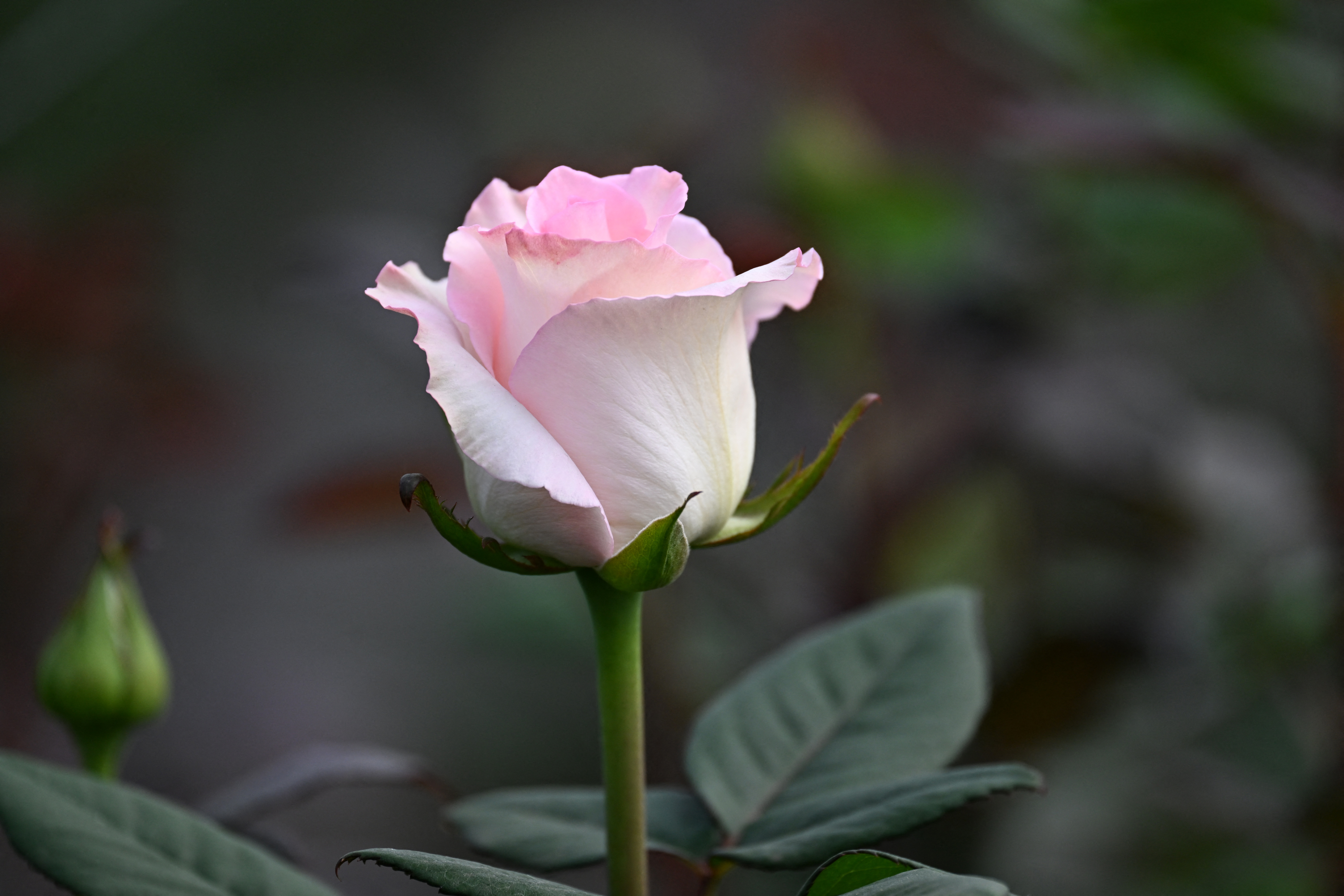 Las flores colombianas adornarán EE. UU. mientras sus cultivadores temen aranceles