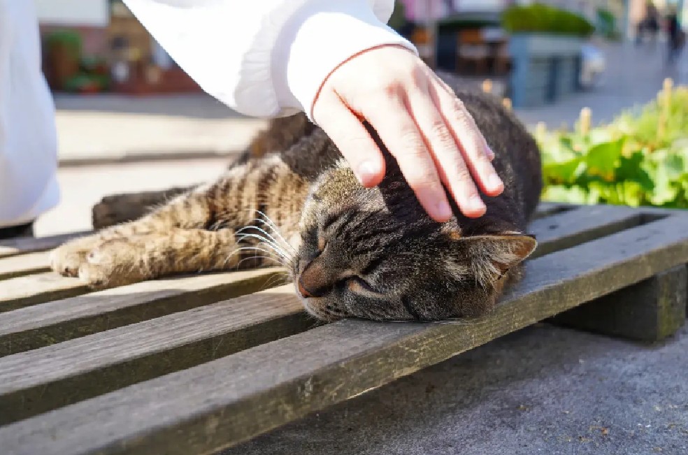 Este es el costo que podría pagar si deja a su gato suelto en zonas comunes de un conjunto