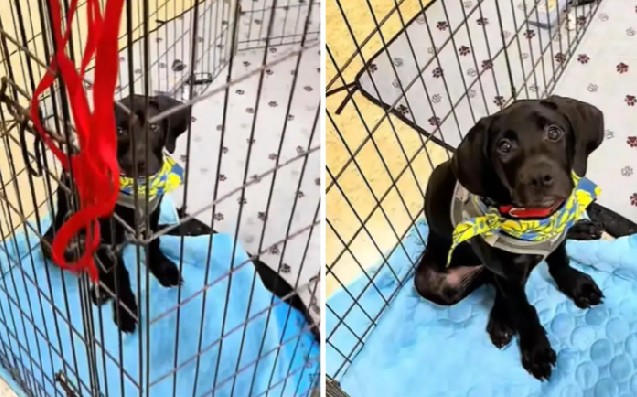 El pequeño llegó al refugio junto a sus hermanos Sun y Buc, después de que otra organización solicitara ayuda para dar acogida a seis cachorros.