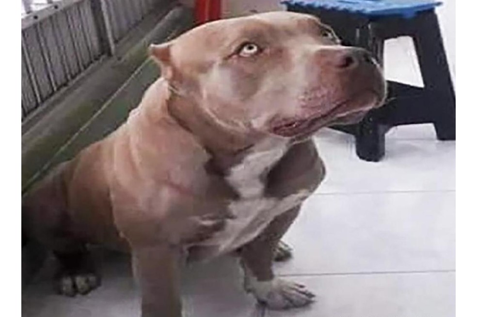 Este hombre cumplirá la condena más alta por maltrato animal en Medellín