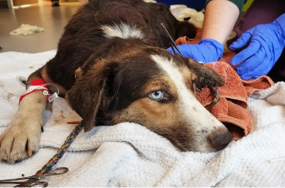“La peor infestación de garrapatas”: veterinaria tras rescatar perro en Texas