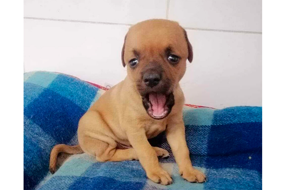 Él es Chupete, el perro que nació con hidrocefalia y busca hogar