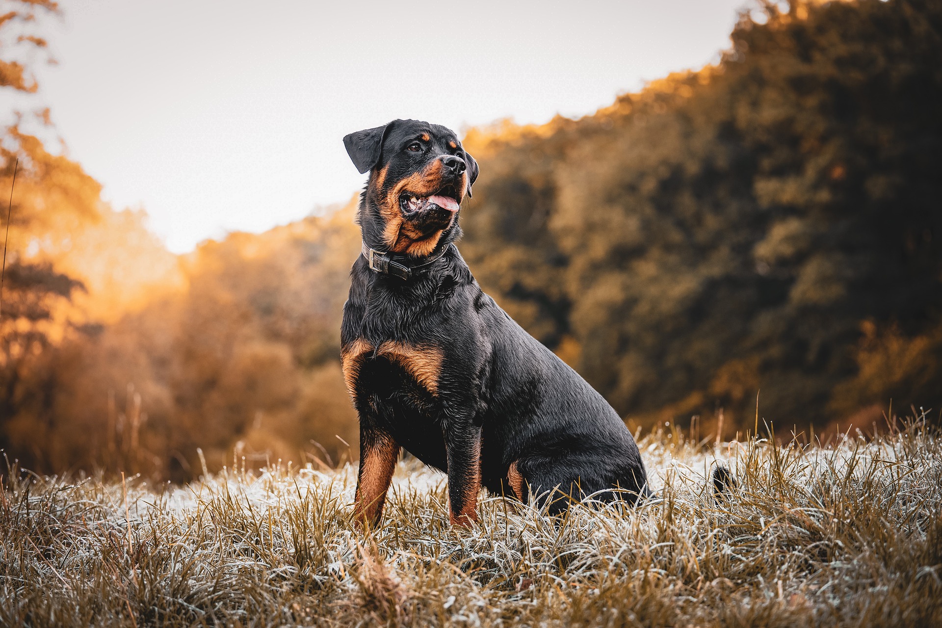 las hembras rottweiler son buenos perros guardianes