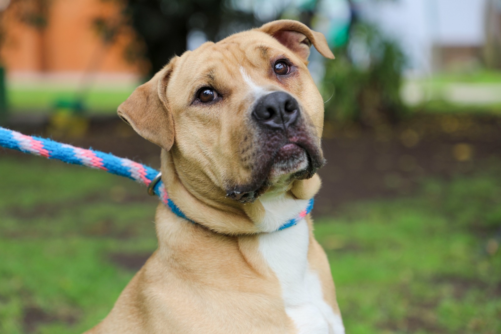 La historia de Banner, un pitbull que era maltratado por su familia y busca un hogar