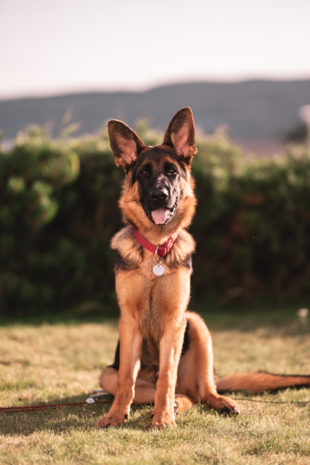 5 razas de perros de talla grande ideales para espacios enormes